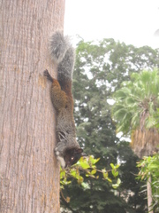 Sciurus stramineus