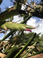 Tillandsia complanata