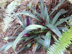 Tradescantia spathacea