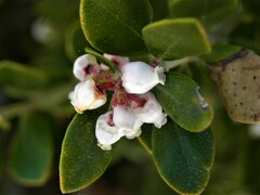 Arctostaphylos pumila