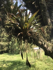 Tillandsia complanata