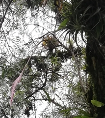 Tillandsia incarnata