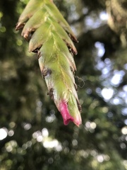Tillandsia complanata