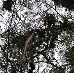 Tillandsia incarnata