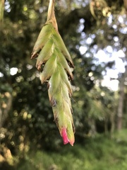Tillandsia complanata