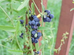 Cocculus diversifolius