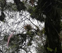 Tillandsia incarnata