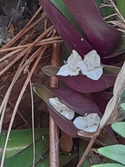 Tradescantia spathacea