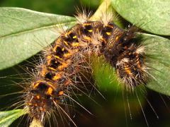 Acronicta rumicis