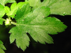 Chrysanthemum lavandulifolium