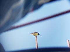 Cinnyris jugularis