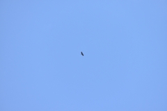 Spizaetus tyrannus