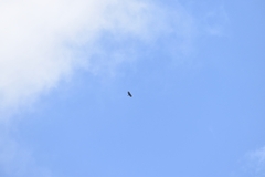 Spizaetus tyrannus