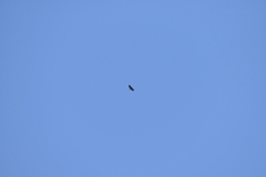 Spizaetus tyrannus