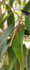 Musoniella