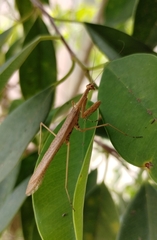 Musoniella