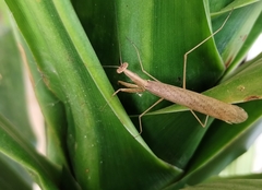 Musoniella