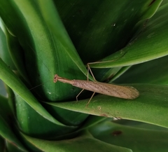 Musoniella