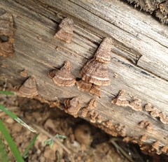 Schizophyllineae