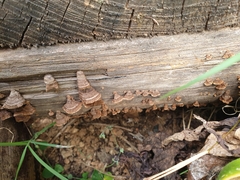 Schizophyllineae