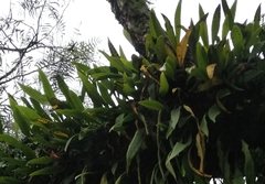 Pleopeltis macrocarpa