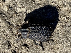 Trogidae