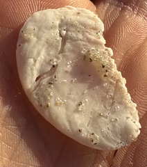 Crepidula plana