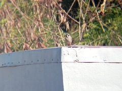 Passer montanus
