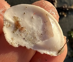 Crepidula plana