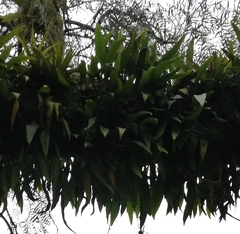 Pleopeltis macrocarpa