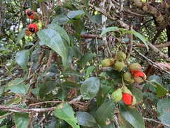 Alectryon reticulatus