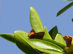 Hypochrysops apelles