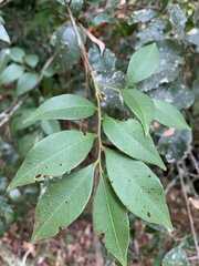 Alectryon reticulatus