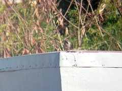 Passer montanus