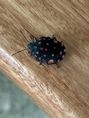 Pachycoris torridus
