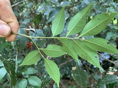 Alectryon reticulatus