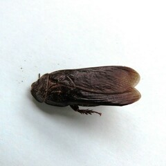 Blaberidae