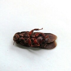 Blaberidae