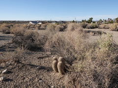 Escobaria alversonii