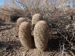 Escobaria alversonii