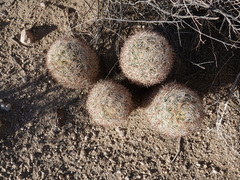 Escobaria alversonii