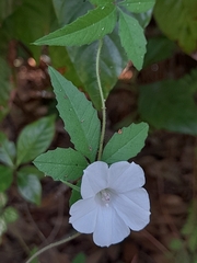 Convolvulaceae