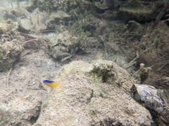 Stegastes leucostictus