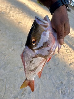 Mutton snapper