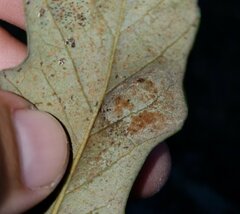 Aceria quercerina