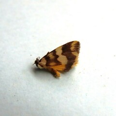 Thallarcha chrysochares