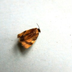 Thallarcha chrysochares