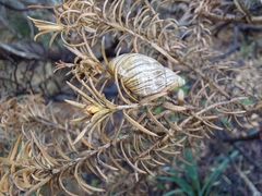 Bothriembryon tasmanicus