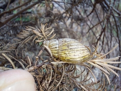 Bothriembryon tasmanicus