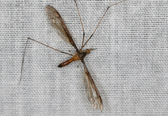 Leptotarsus mastersi
